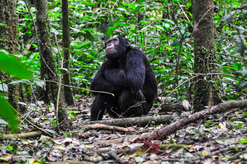 Chimpanzee in Kibale National Park