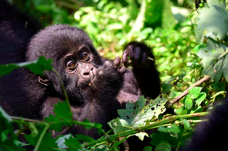 Baby gorilla in Bwindi Impenetrable national park.