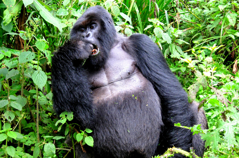 Gorilla in Bwindi Impenetrable national park