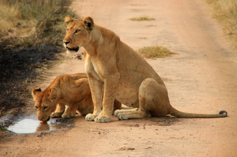 Female lions in Queen Elizabeth national park