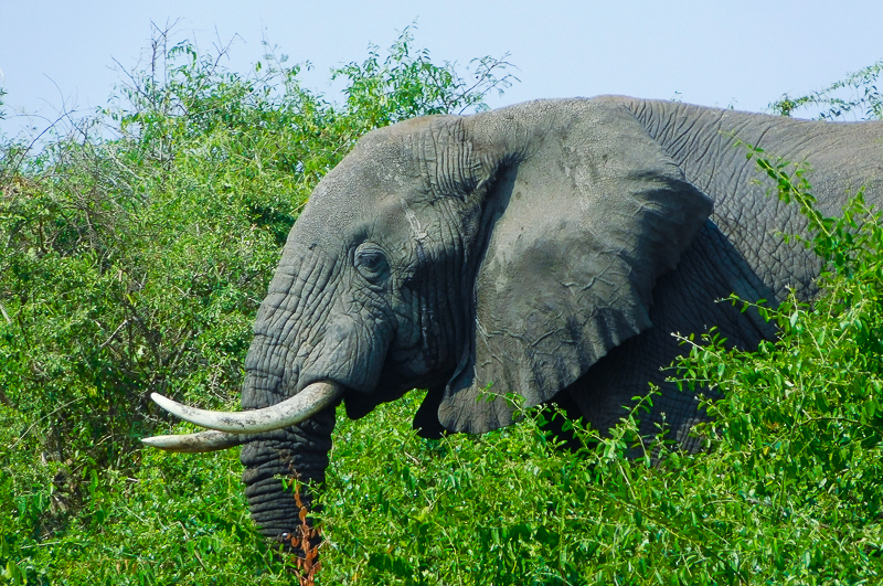 African Elephant