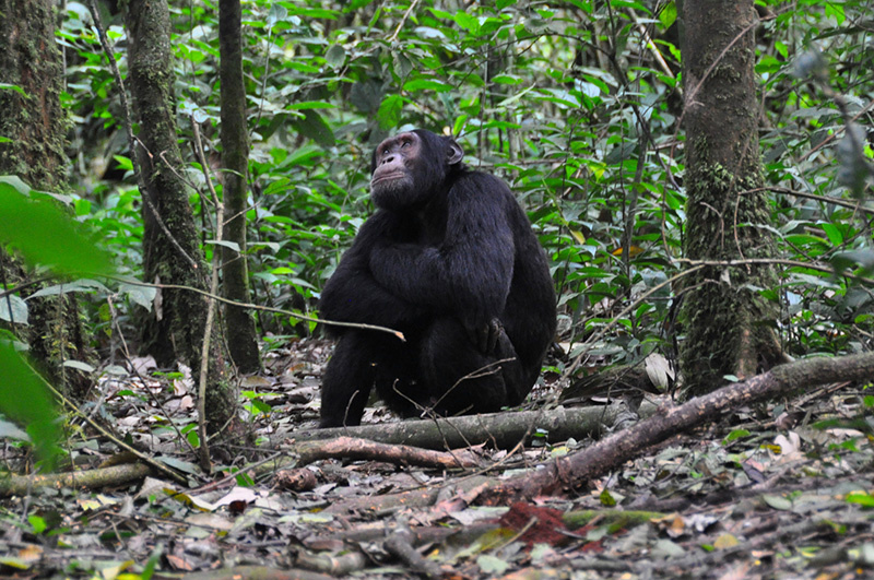 chimpanzee in the forest